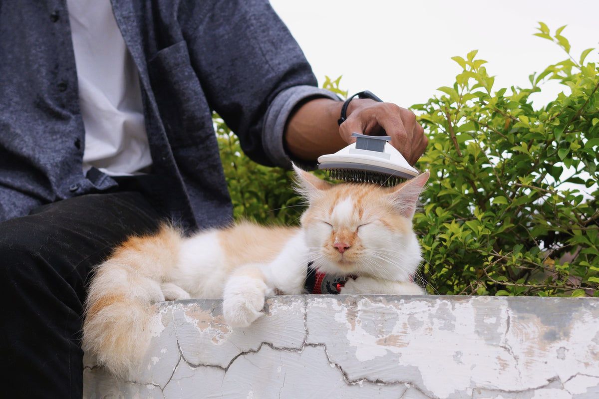 Groom Care