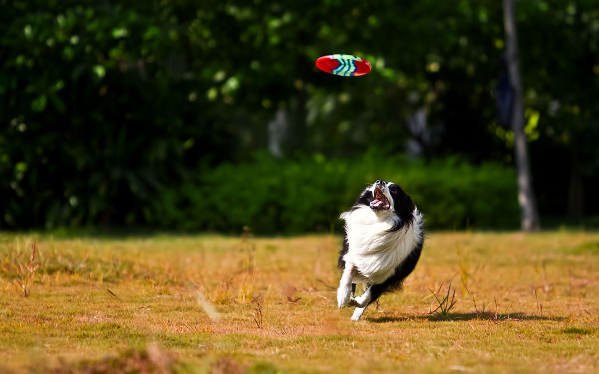 mp-hero-dog-frisbee-01
