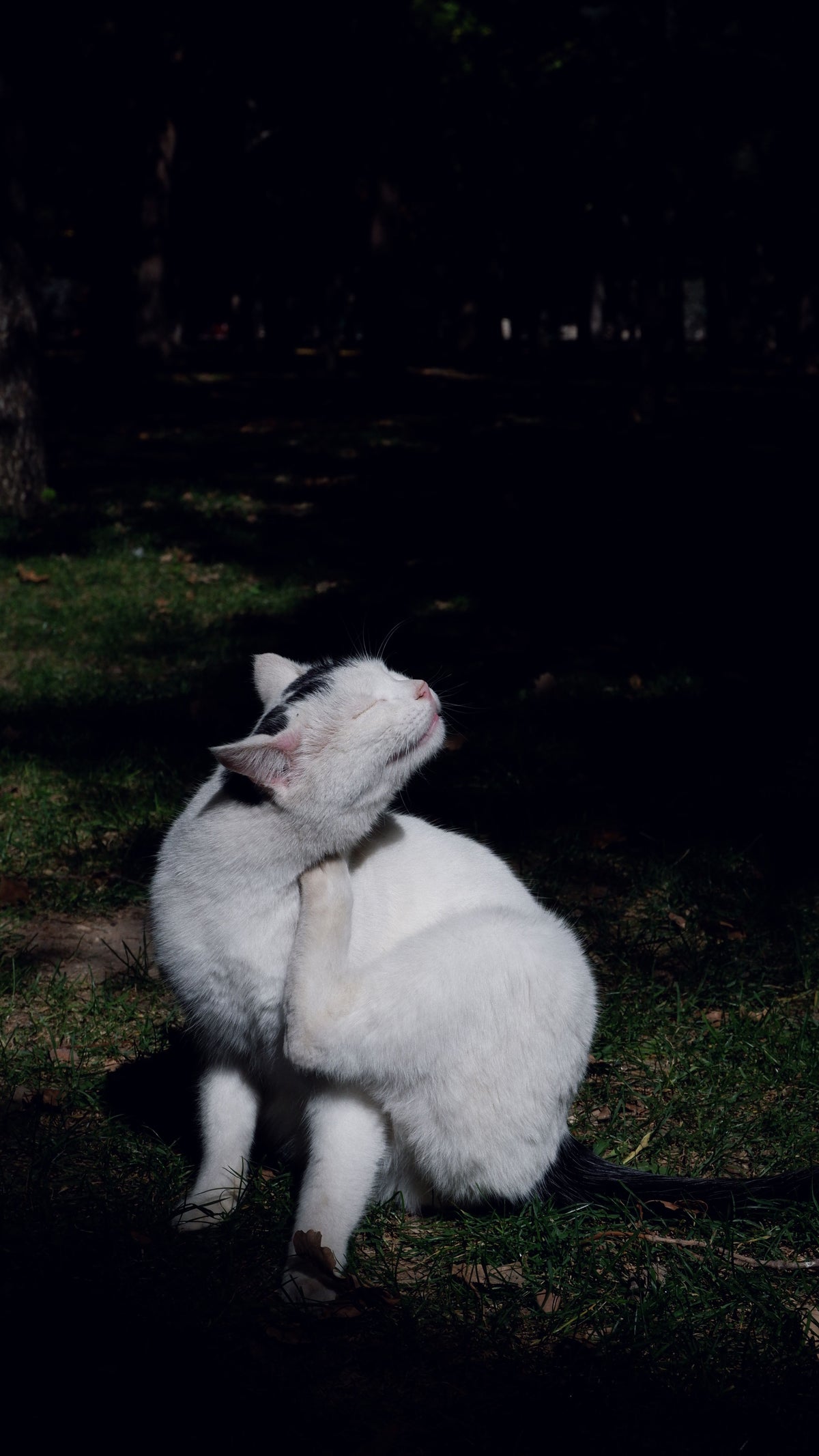 mp-lifestyle-cat-moment-main