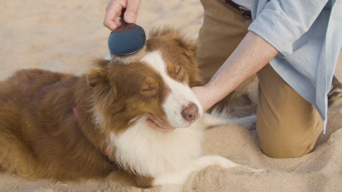 Load video: mp-video-lifestyle-dog-beach-affection